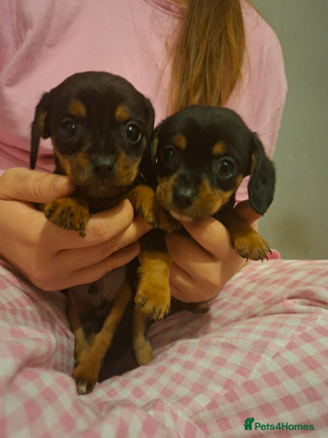 Mixed Breed dogs for sale: Beautiful dashaliers  - Advert 5