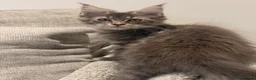 Maine Coon cats for sale: Tica registered ready to go  - Advert 12