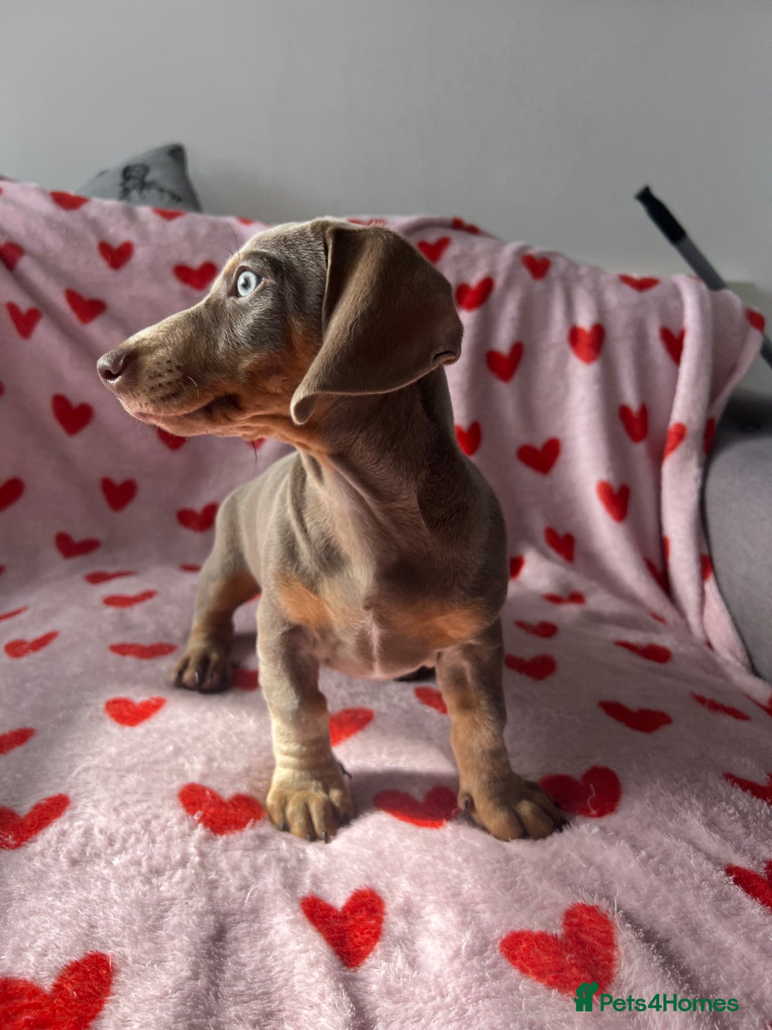 Dachshund dogs Isabella miniature - Home Raised – Ready Now  - Advert 2