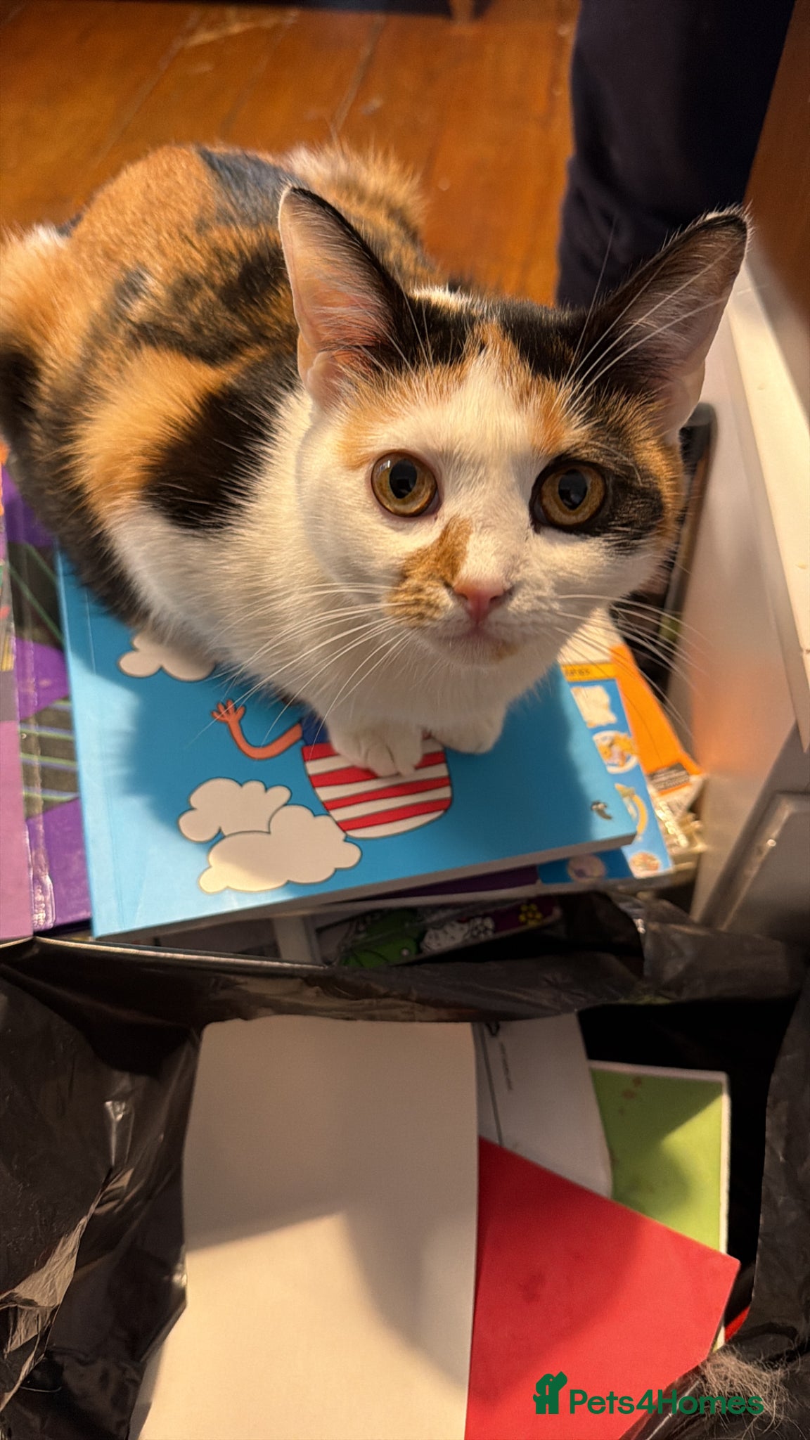 Mixed Breed cats 3 quarter mix British shorthair.  - Advert 1