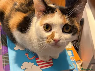 Mixed Breed cats 3 quarter mix British shorthair. - Advert 1