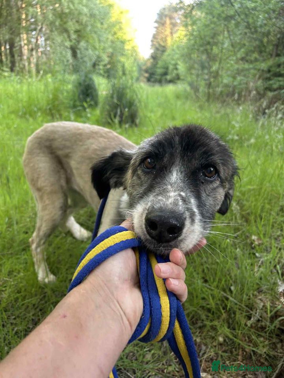 Mixed Breed dogs for adoption: Hilda - Norwich Norfolk  - Image 16