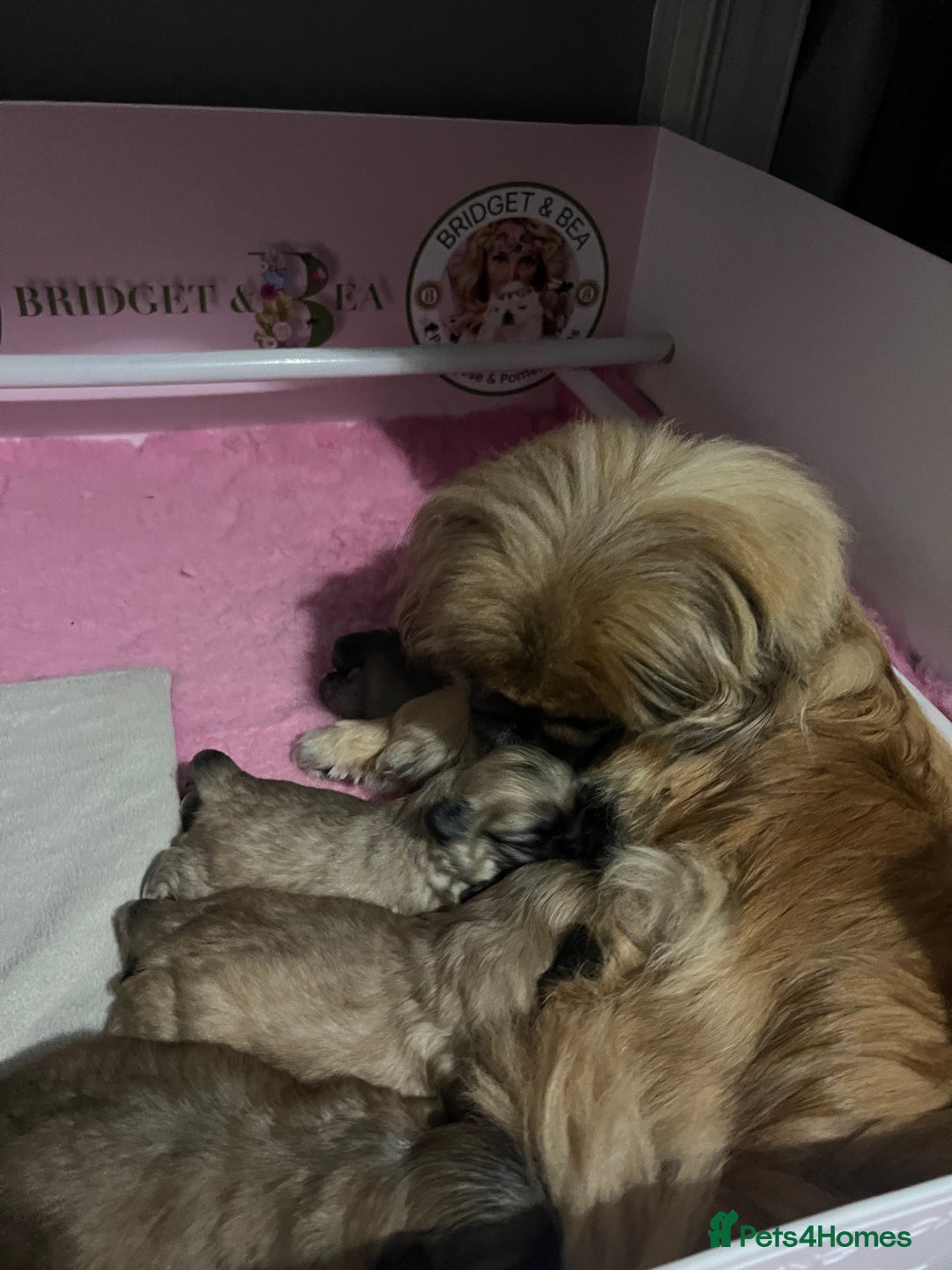 Pekingese dogs for sale: ⭐️QUALITY KC PUPS⭐️ - Advert 14