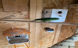 Parakeets birds for sale: Green linnie parakeet - Image 2