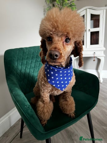 Miniature Poodle dogs for stud in Spennymoor - Advert 3