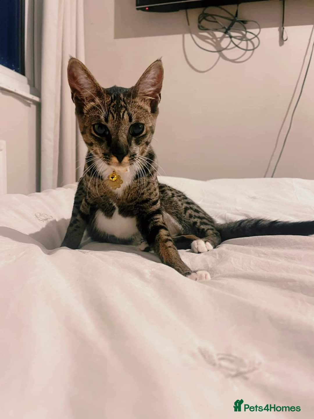 Bengal cats  F5 Savannah Queen Looking for Loving Forever Home - Advert 2