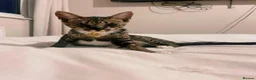 Bengal cats for sale:  F5 Savannah Queen Looking for Loving Forever Home - Advert 1