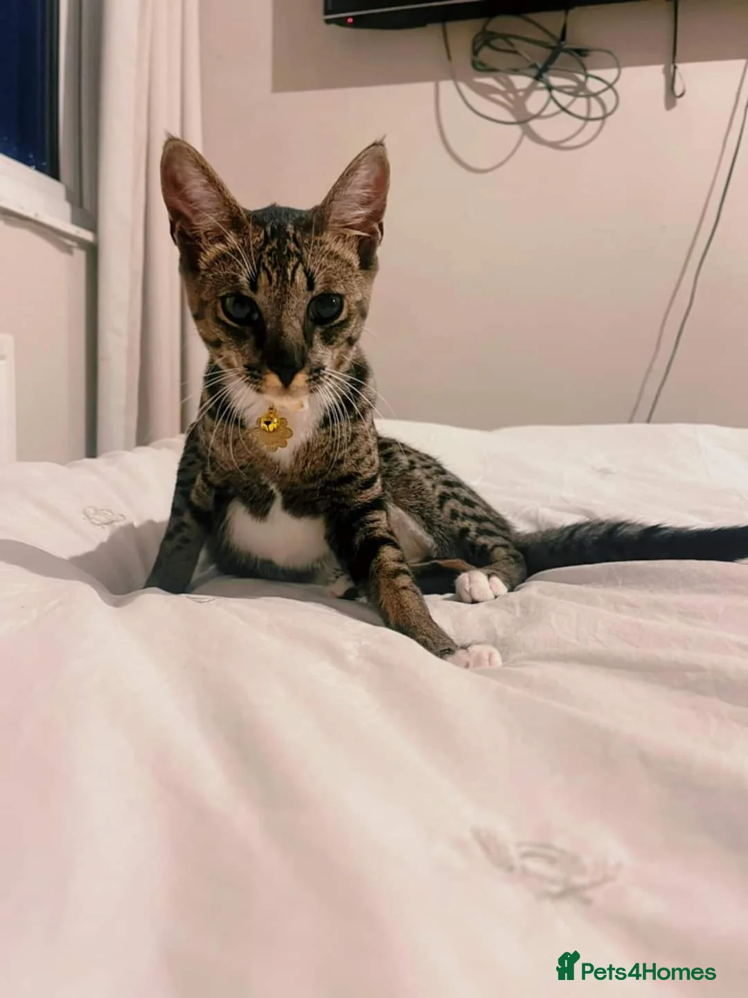 Bengal cats for sale:  F5 Savannah Queen Looking for Loving Forever Home - Advert 1
