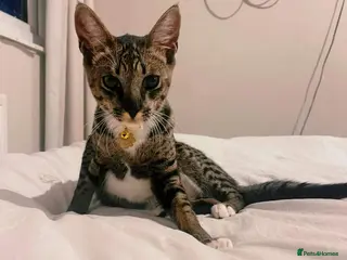 Bengal cats F5 Savannah Queen Looking for Loving Forever Home - Advert 8