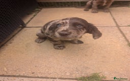 Cocker Spaniel dogs for sale: 6 beautiful cocker spaniel puppies in Wadhurst - Image 9