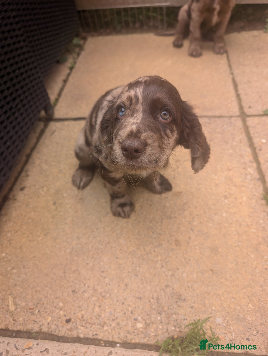 Cocker Spaniel dogs for sale: 6 beautiful cocker spaniel puppies in Wadhurst - Image 9