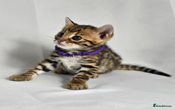 Bengal cats for sale: Exceptional show quality Brown TICA registered 🥰 - Image 33