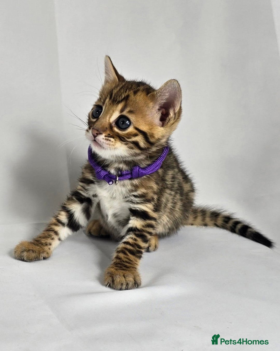 Bengal cats for sale: Exceptional show quality Brown TICA registered 🥰 - Image 33