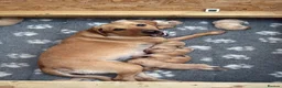 Labrador Retriever dogs for sale: KC Registered Labrador Retriever Puppies  in Attleborough - Advert 1
