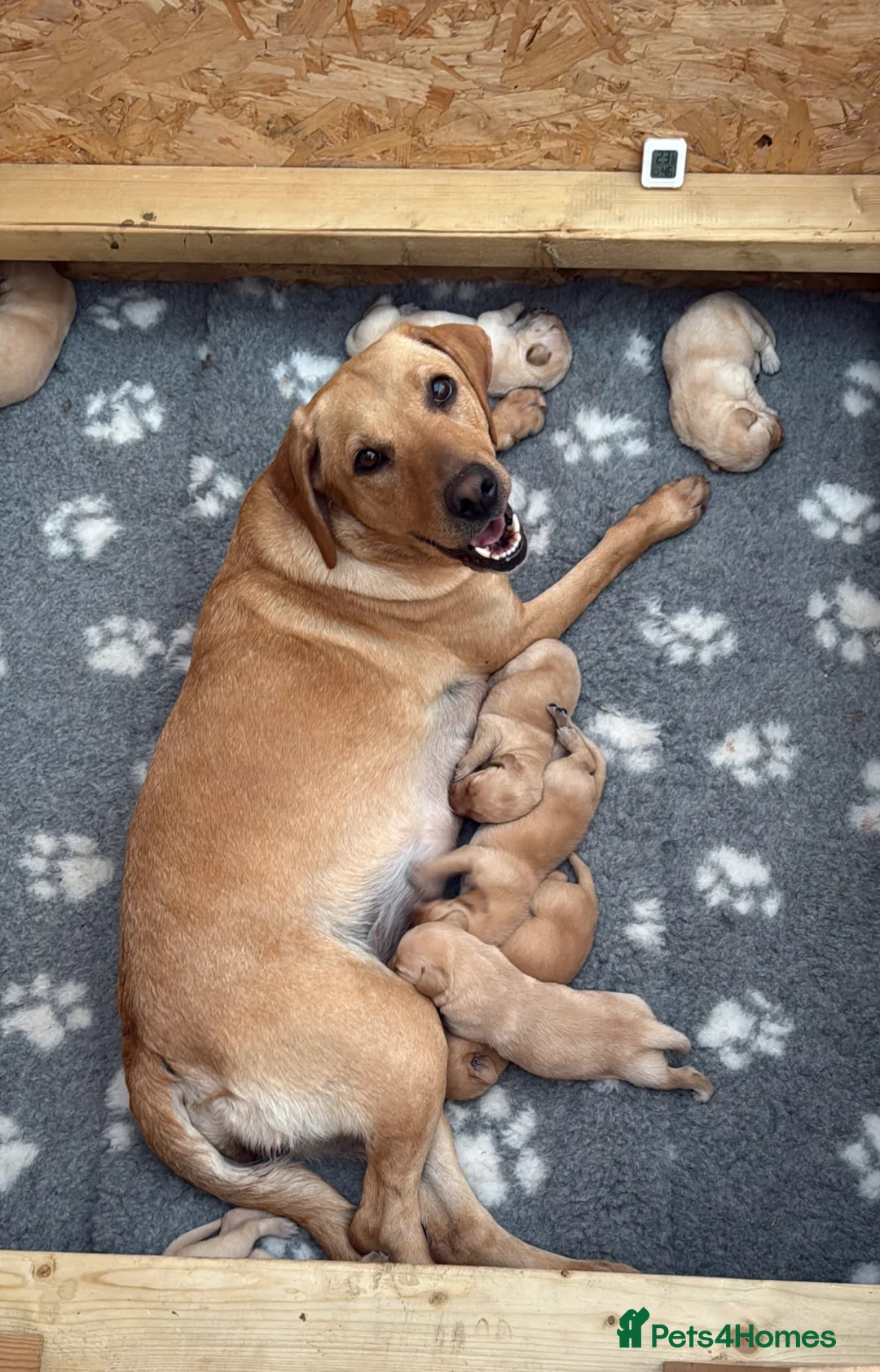 Labrador Retriever dogs for sale: KC Registered Labrador Retriever Puppies  in Attleborough - Advert 1