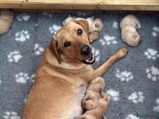 Labrador Retriever dogs KC Registered Labrador Retriever Puppies - Advert 1