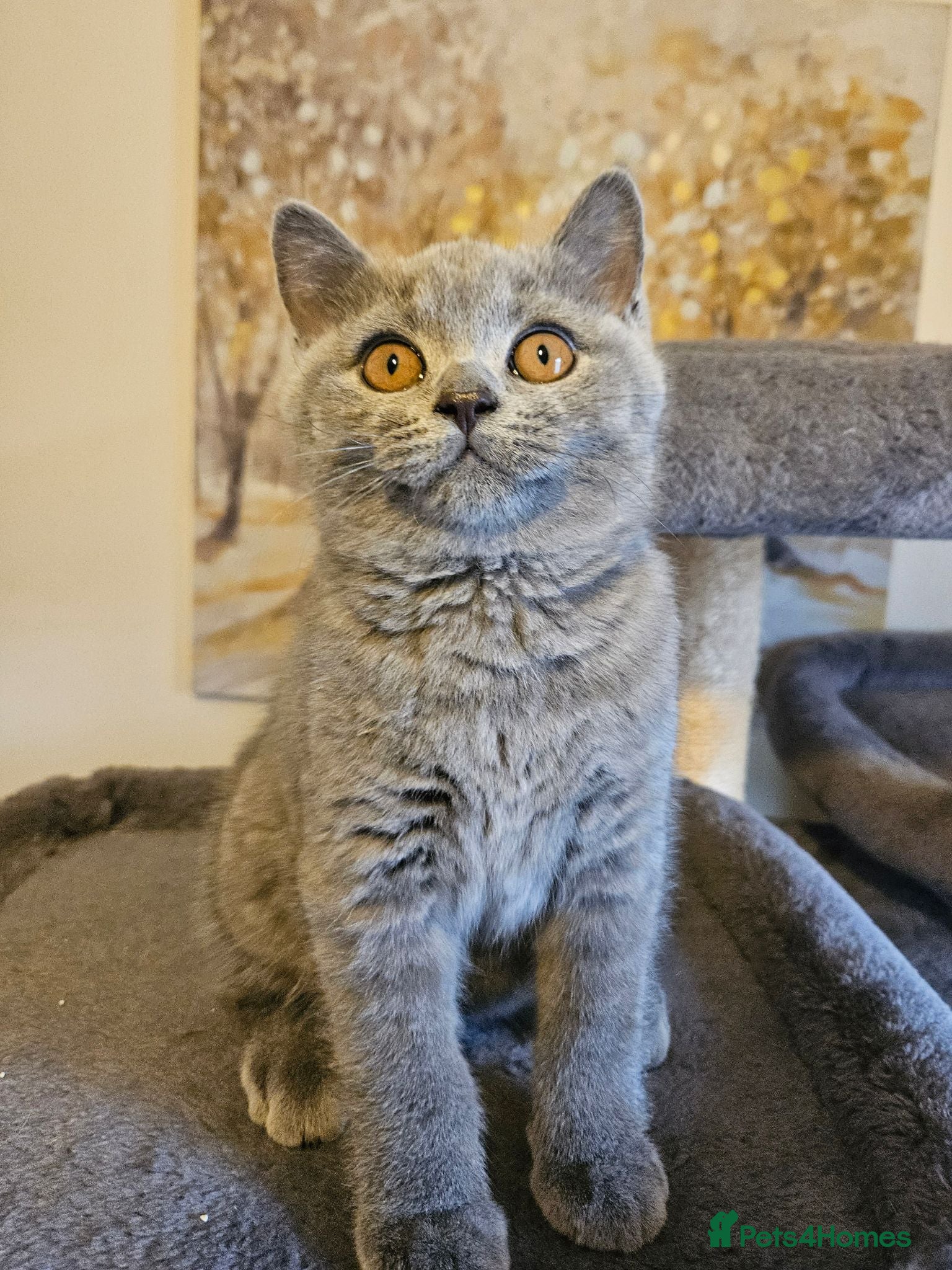 British Shorthair cats Champion lines British Shorthair kittens  - Advert 1