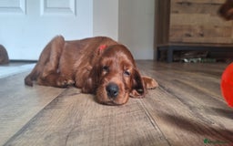 Irish Setter dogs for sale: KC Irish Setter Puppies  - Image 11