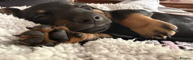 Dachshund 1