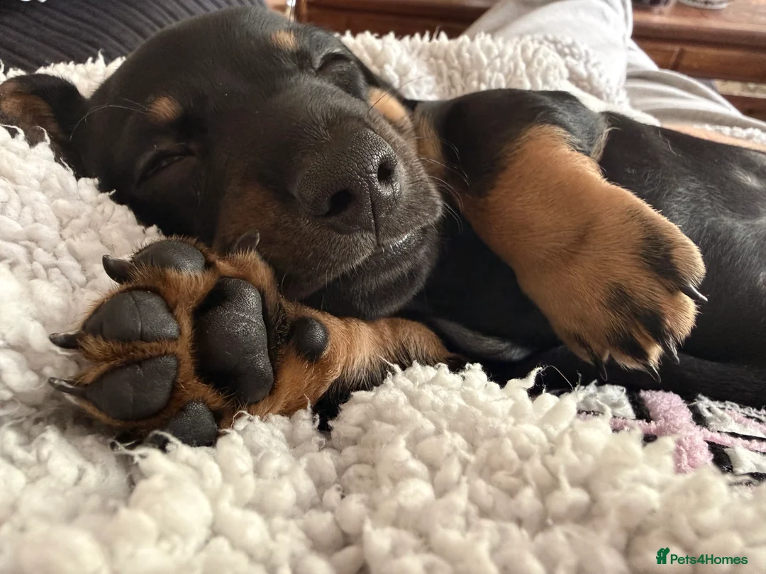 Dachshund dogs for sale: Beautiful Standard Dachshund Puppies  in Tadley - Advert 10