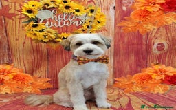 Tibetan Terrier dogs for sale: Tibetan Terrier puppies due December  - Image 2