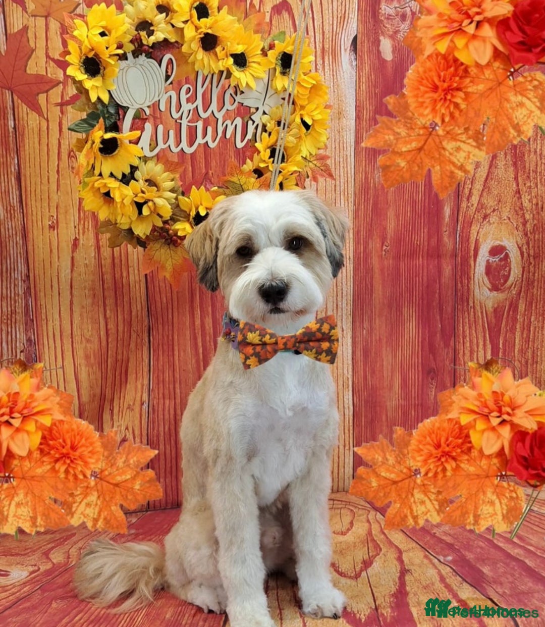 Tibetan Terrier dogs for sale: Tibetan Terrier puppies due December  - Image 2