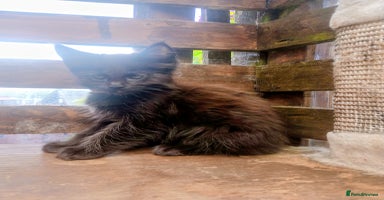 Maine Coon cats - Advert 4