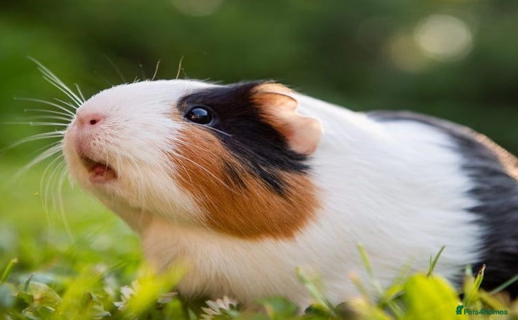 Guinea Pig rodents - Advert 6