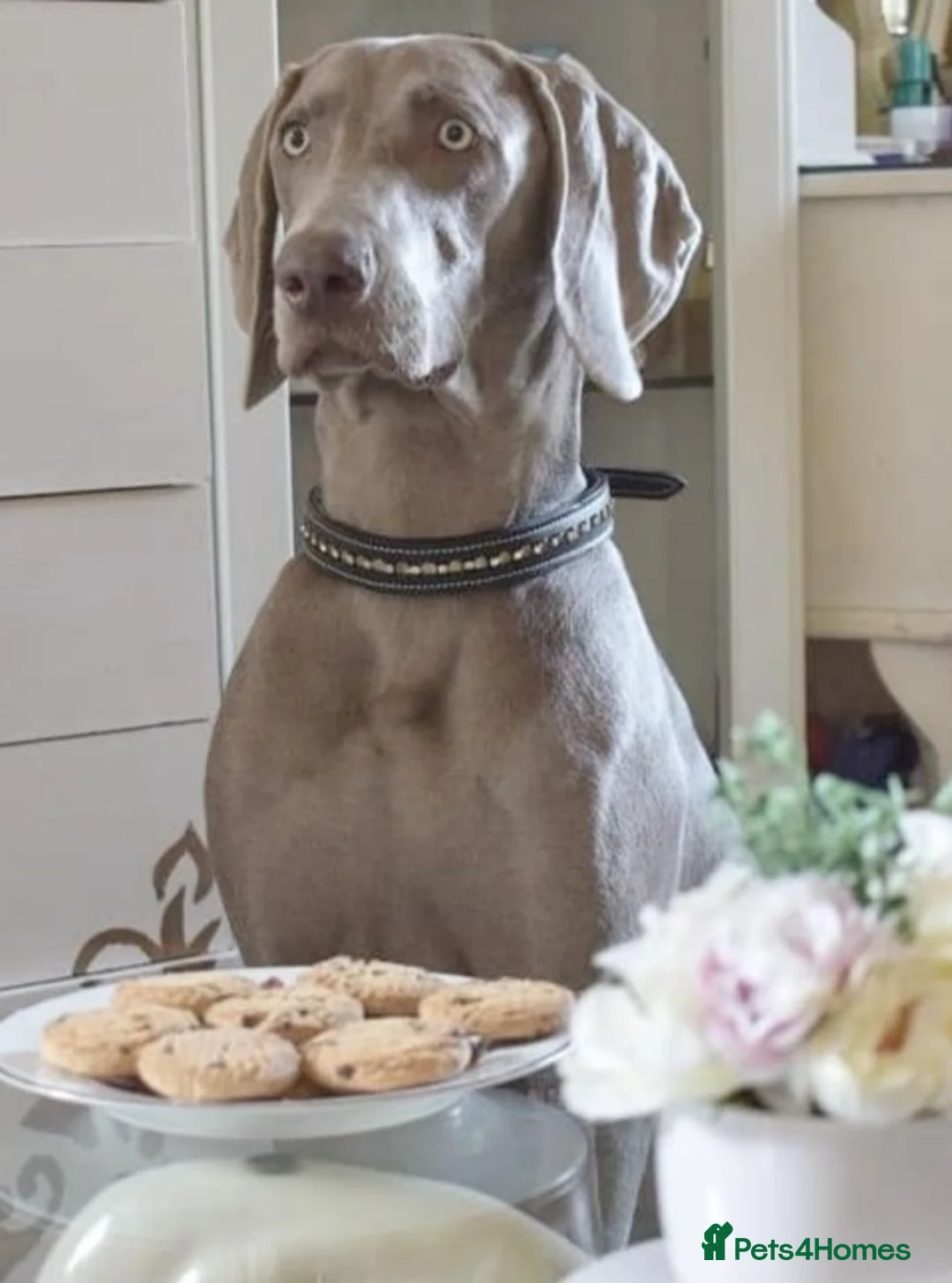 Weimaraner dogs for stud: 🔥super stud🔥Hipscored🔥KC reg in Woodbridge - Advert 9