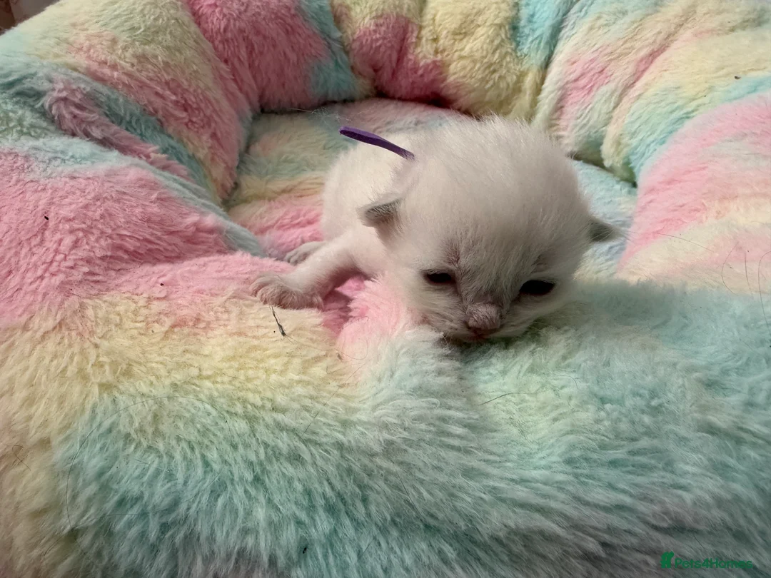 Ragdoll cats for sale: GCCF Ragdoll kittens  - Advert 6