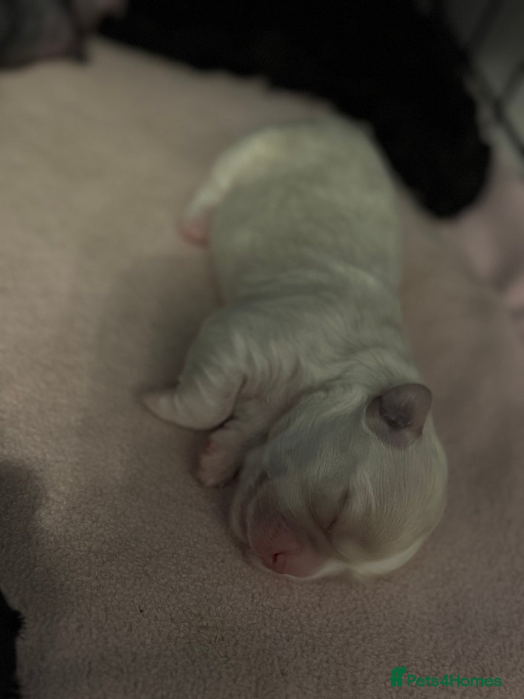 Mixed Breed dogs for sale: Three cute Malshipoo puppies - Image 3