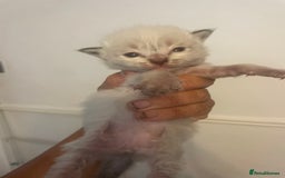 Ragdoll cats for sale: Stunning Ragdoll kittens blue lnyx ready soon  - Image 8