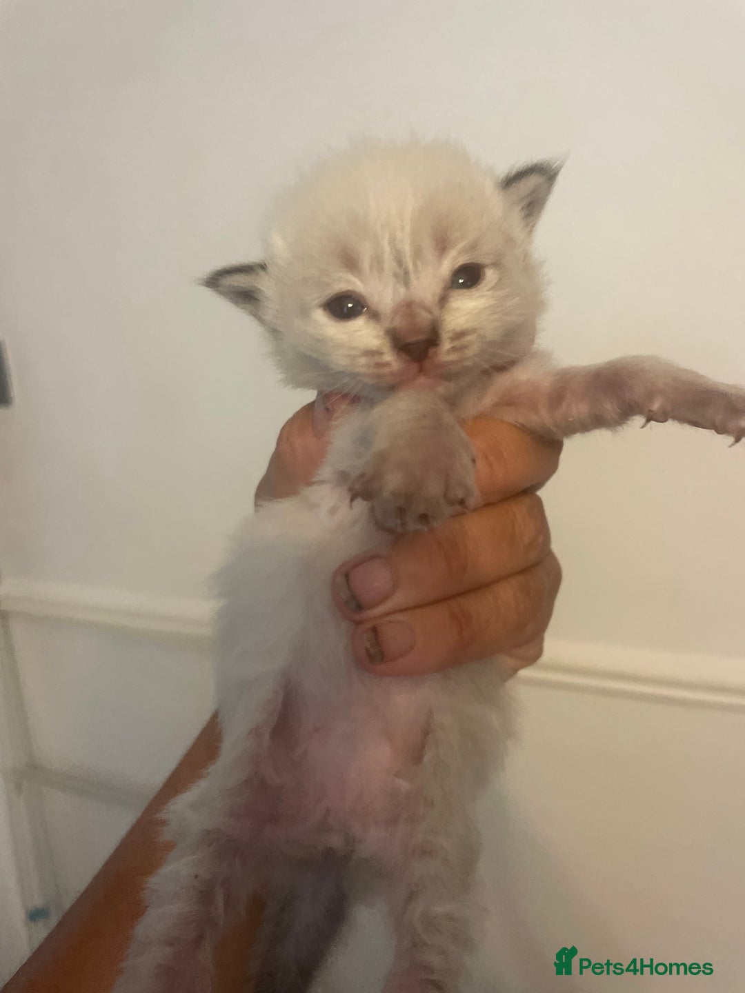 Ragdoll cats for sale: Stunning Ragdoll kittens blue lnyx ready soon  - Image 8