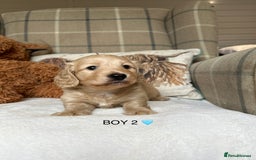 Miniature Dachshund dogs for sale: CREAM MINIATURE DACHSHUNDS💛 - Image 7