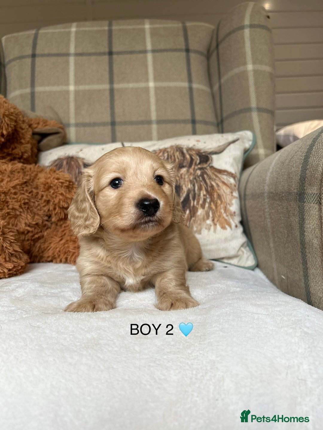 Miniature Dachshund dogs for sale: CREAM MINIATURE DACHSHUNDS💛 - Image 7