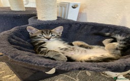 European cats for sale: 4 Cute & Cuddly Kittens Ready For Forever Home - Image 15