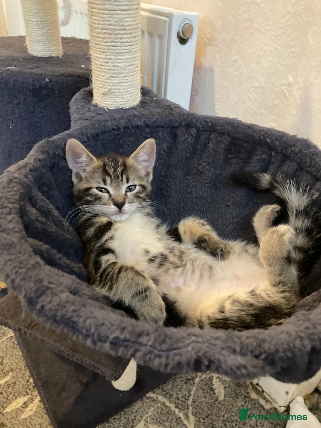 European cats for sale: 4 Cute & Cuddly Kittens Ready For Forever Home - Image 15
