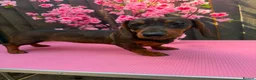 Dachshund dogs for sale: 2 tekles for sale brother and sister £1100 ONO - Advert 15