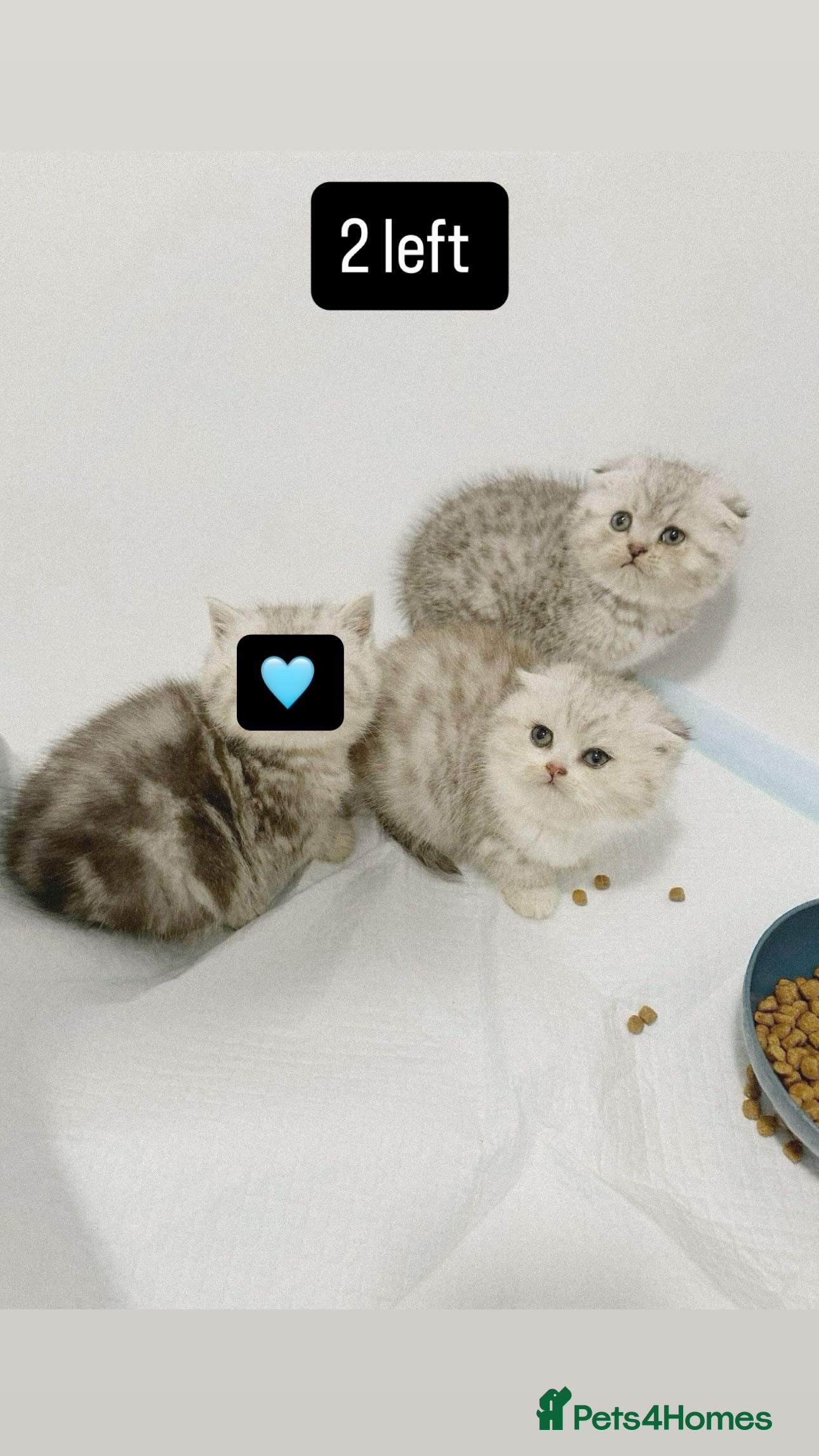 Scottish Fold cats 2 left blue eyed high quality scottish folds ❤️ - Advert 11