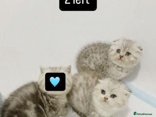 Scottish Fold cats 2 left blue eyed high quality scottish folds ❤️ - Advert 11