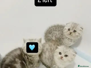 Scottish Fold cats 2 left blue eyed high quality scottish folds ❤️ - Advert 6