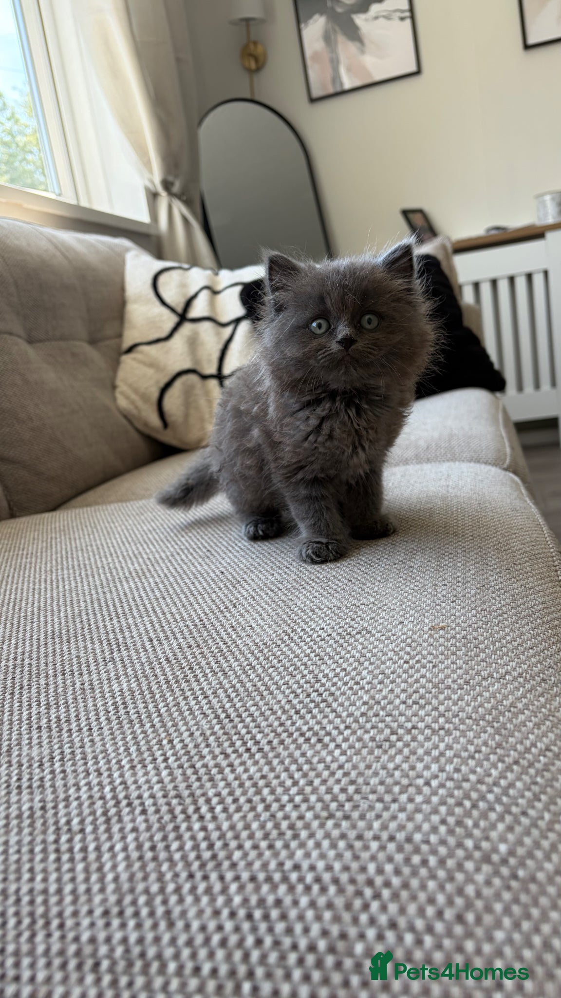 Ragdoll cats 1 female Ragdoll x Russian blue kitten - Advert 4