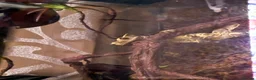 Gecko reptiles for sale: Crested Gecko with enclosure  in Caldicot - Advert 2