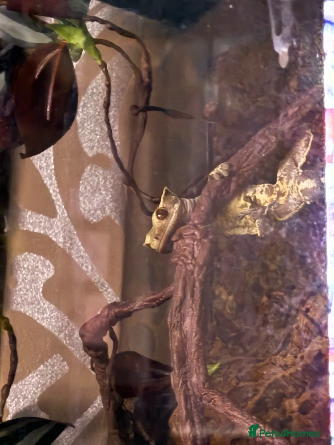 Gecko reptiles for sale: Crested Gecko with enclosure  in Caldicot - Advert 2