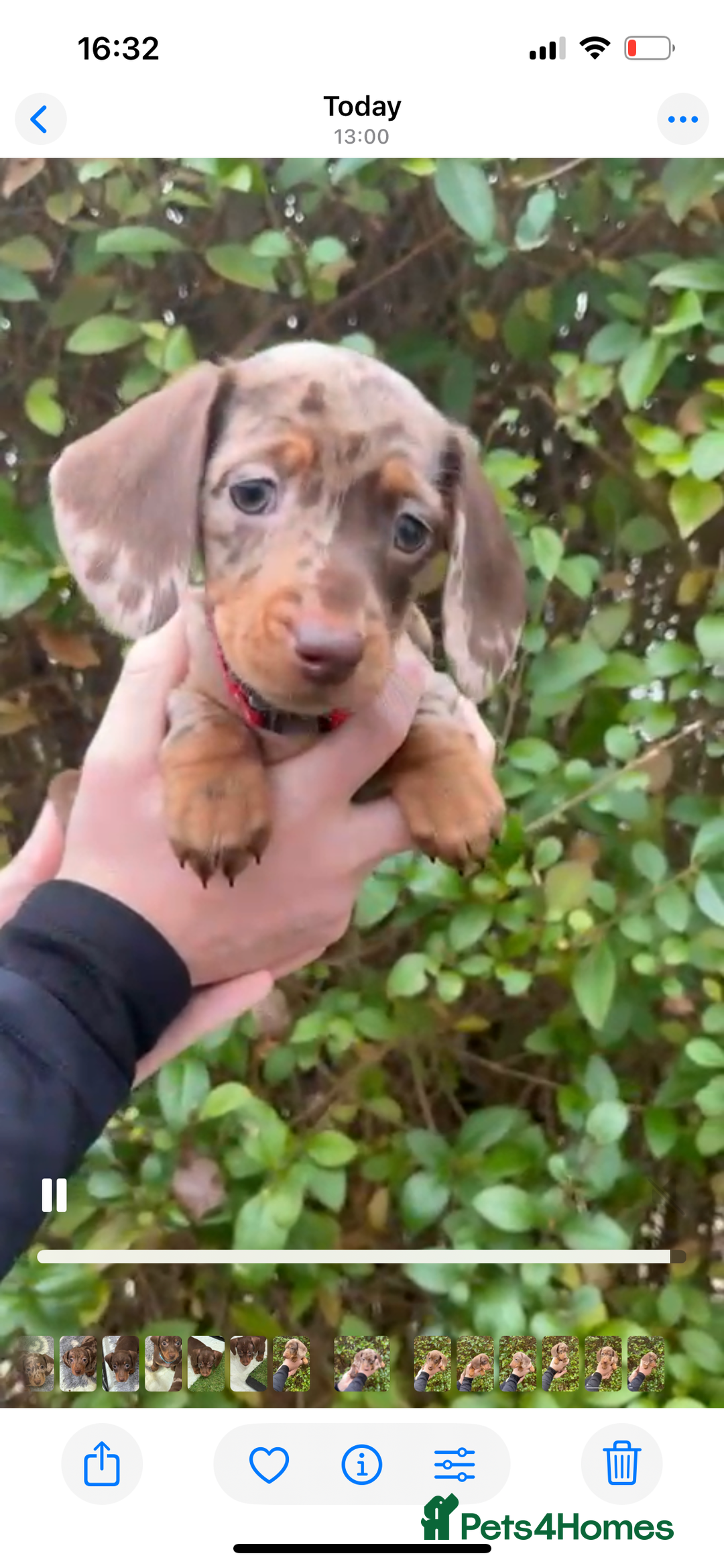 Miniature Dachshund dogs for sale: Isabella Dapple & chocolate & tan-dachshunds,  - Advert 21