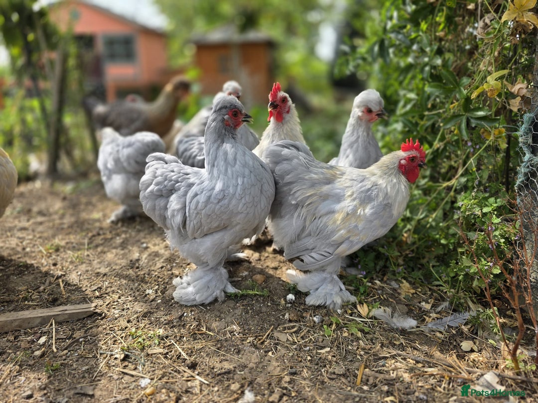 Chickens poultry for sale: Lavender pekin bantams - Advert 2