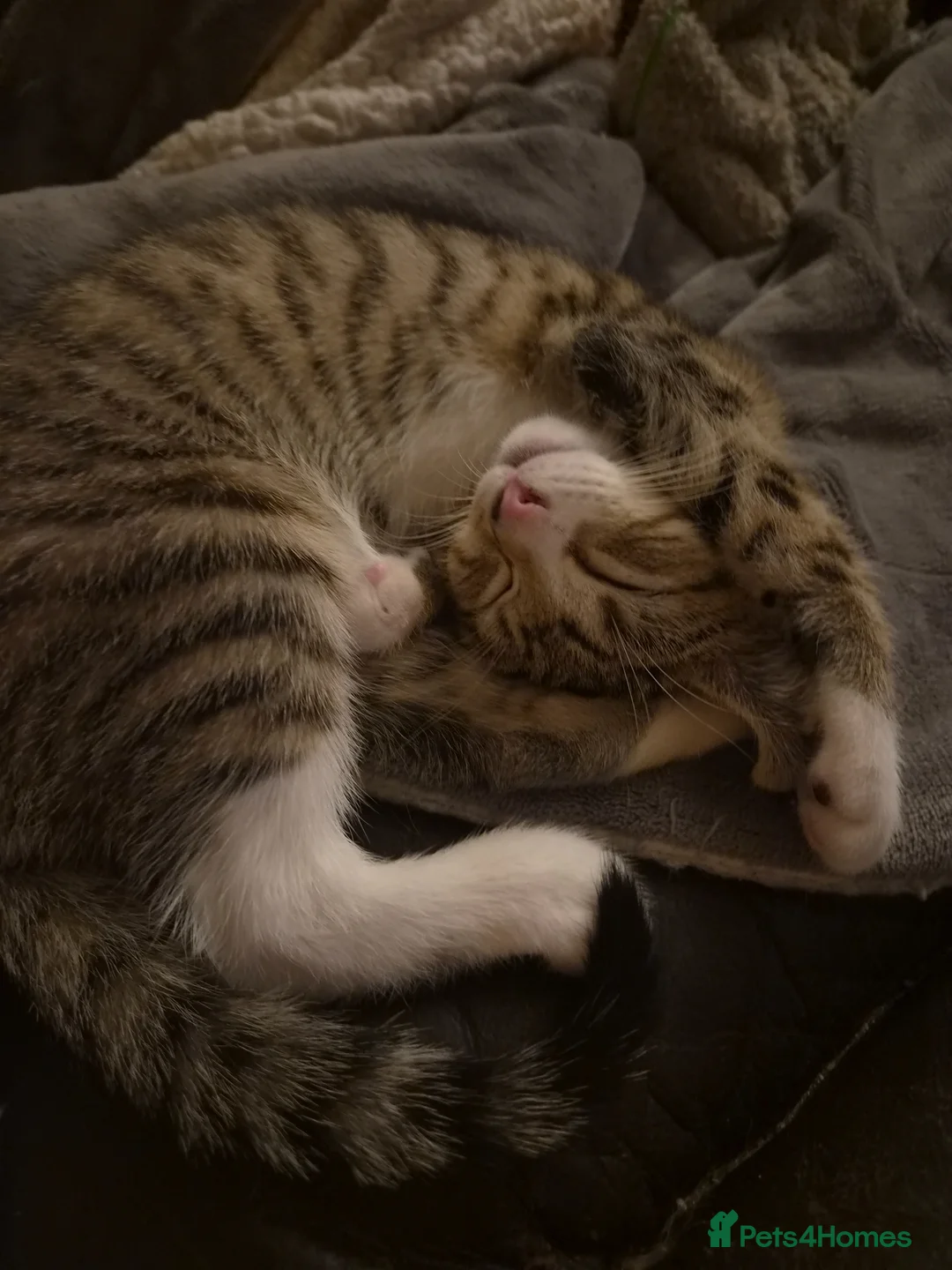 British Shorthair cats for sale: Tabbies kittens  in Newmarket - Advert 2