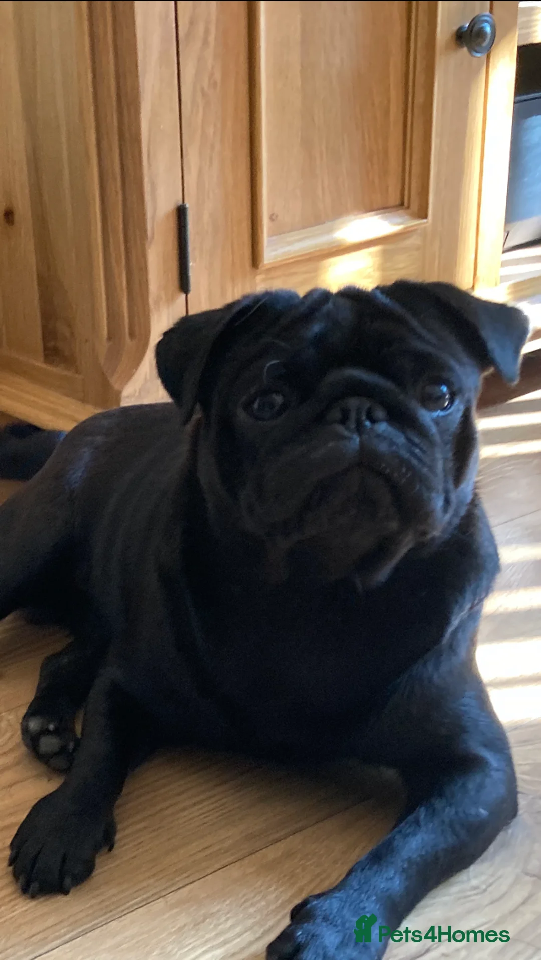 Pug dogs for stud: Health tested black pug stud  in Stevenage - Advert 14