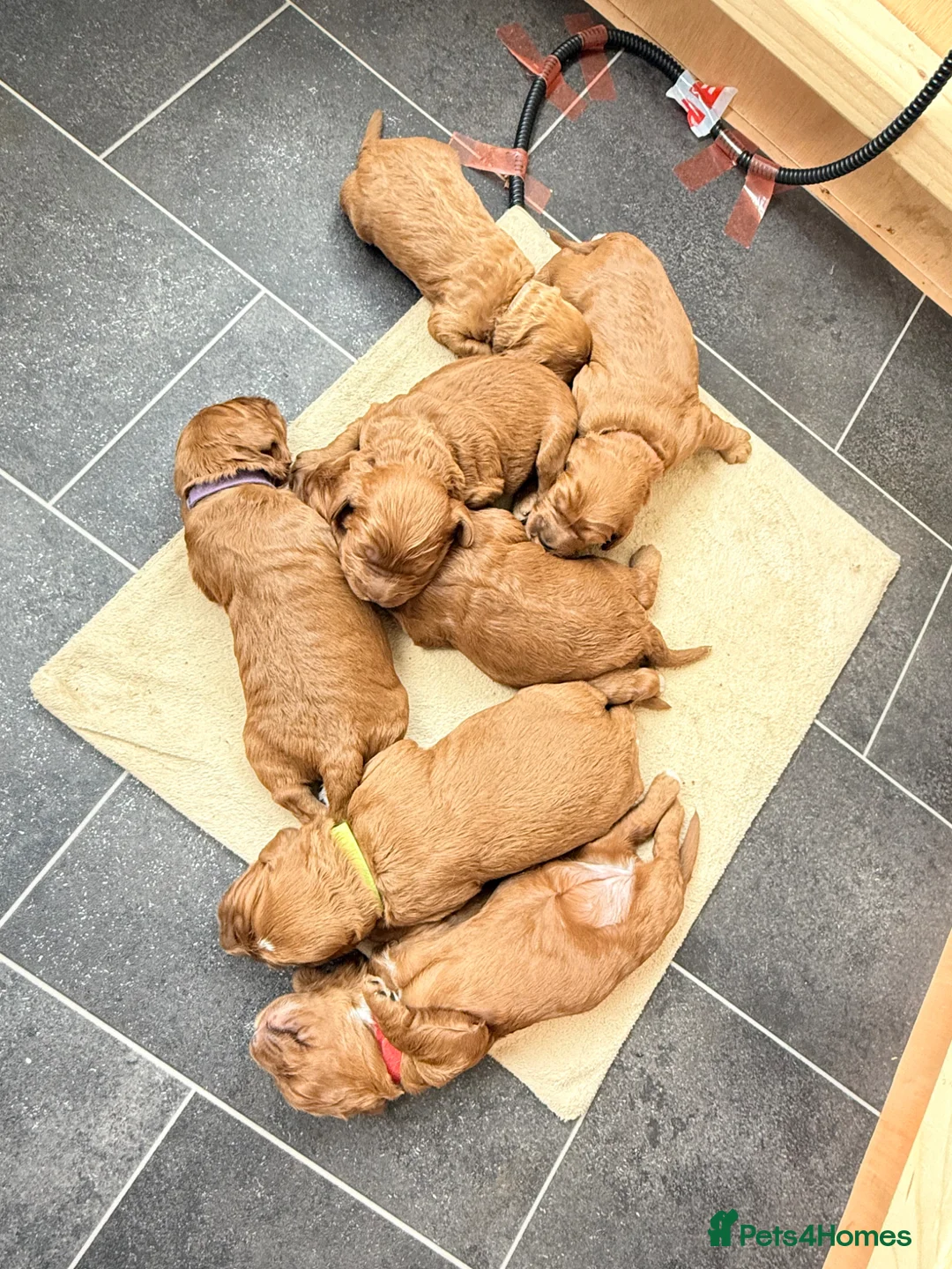 Cavapoochon dogs for sale: Beautiful Cavapoochon Puppies  - Advert 1