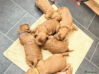 Cavapoochon dogs Beautiful Cavapoochon Puppies - Advert 3